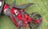 talaria xxx carbon